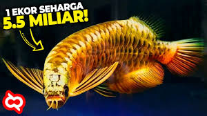 Aneka jenis ikan hias air tawar terindah beserta harganya. Pelihara Ikan Ini Dijamin Auto Kaya 10 Ikan Hias Termahal Dengan Harga Fantastis Youtube