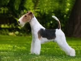 Wire Fox Terrier Foxtan S Silver Bullet Ahmet At Ashgrove Kennel Wire Fox Terrier Fox Terrier Wirehaired Fox Terrier