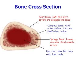 Compact bone is the outer layer and the spongy bone forms the inner layer. Real Cross Section Of A Bone Bone Marrow Stimulating Medications Boost Blood Counts In The Last Decade Considerable Technological Improvements Have Been Made To Repair Damaged Bones And Tissue Such