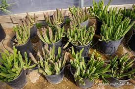 Image result for Stapelia