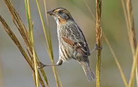 Image result for Sorghastrum fuscescens