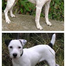Dog clipart jack russell terrier clipart digital download. Illustration Of Jack Russell Terrier Phenotypic Variation Top A Download Scientific Diagram