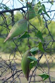 Image result for Cynanchum praecox