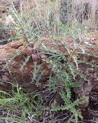 Image result for Pterodiscus elliottii