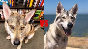 Tamaskan puppies for sale canada. Northern Inuit Vs Tamaskan Youtube