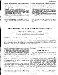 Image result for Crotalaria laburnoides