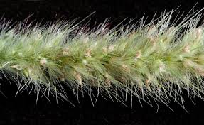 Image result for Setaria pseudaristata
