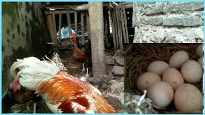 Beli aneka produk ayam joper petelur online terlengkap dengan mudah, cepat & aman di tokopedia. Ini Dia Perbedaan Telur Ayam Joper Dan Ayam Kampung Youtube
