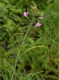 Image result for Cleome iberidella