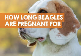 Although the behavior of pregnant dogs varies, the change in behavior may not be a valid reason for the pregnancy of the animal. How Long Are Beagles Pregnant For Pregnancy Calendar Days
