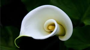 马蹄莲的养护方法 calla lily calla lily flowers lily wallpaper