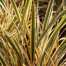 Phormium Golden Ray New Zealand Flax Garden Plants New Zealand Flax Evergreen Shrubs Flax Plant