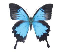 Buy Real Papilio Ulysses Swallowtail Blue Black Butterfly For Sale Bicbugs Blue Butterfly Tattoo Blue Morpho Butterfly Blue Morpho