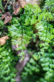 Image result for Hymenophyllum splendidum