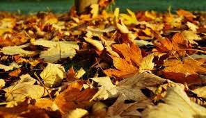 Autumn synonyms, autumn pronunciation, autumn translation, english dictionary definition of autumn. What To Do With Autumn Leaves Earth 911