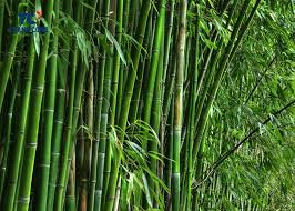 Image result for Bambusa vulgaris