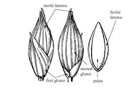 Image result for Panicum flacciflorum