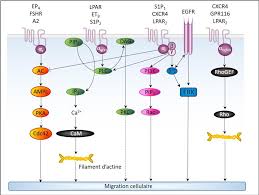 Cpams occur with equal frequency in both lungs. Figure 9 From Developpement D Analogues Urotensinergiques Radiomarques Pour L Imagerie De Tumeurs Solides Semantic Scholar