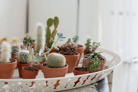 The good news is plenty of plants can thrive in a dark apartment. 6 Tips For Picking The Best Indoor Plants For Condo And Apartment Living