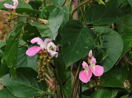 Image result for Canavalia cathartica