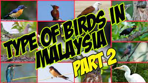 Ada banyak sekali jenis burung malam, akan tetapi tidak semuanya dapat ditemui di negara kita. Jenis Burung Di Malaysia Dan Nama Saintifik Type Of Birds In Malaysia And Scientific Name Part 2 Youtube
