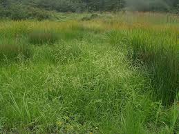 Image result for Leersia