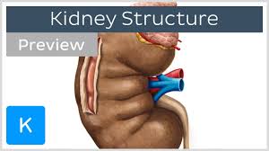 They are roughly the size of your fist, and the male kidney is typically a bit larger than the female kidney. Kidney Structure And Function Preview Human Anatomy Kenhub Youtube