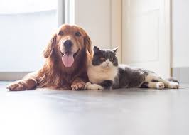 Keeping your pet in the familiar surroundings of home will make the entire process as stress free and comfortable as possible for everyone involved. Spaying And Neutering Services In The Seattle Wa Area