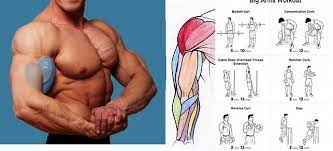 When it comes to getting big, muscular arms, many people have one specific muscle group in. Ways To Increase Arm Muscles By 100