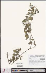 Image result for Heterotis decumbens