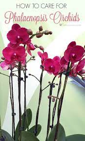 How To Care For An Orchid Plant Blooming Orchid Orchid Plant Care Orchid Plants