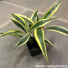 Image result for Dracaena sanderiana