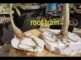 Adenium Root Training Method Youtube Desert Rose Plant Dessert Rose Plant Adenium