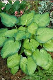 duftende lilien funkie guacamole hosta plantaginea guacamole blattpflanzen lilien pflanzen schatten