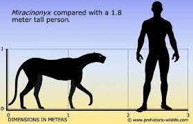 Miracinonyx Prehistoric Wildlife Prehistoric Animals Extinct Animals