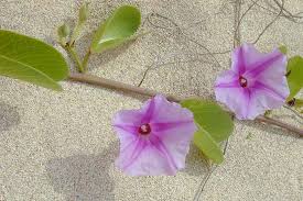 Image result for Ipomoea richardsiae