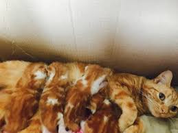 This is where you will find breeding plans, expecting parents, and kittens that are on the ground. Kittens In Bb1 Rishton For 50 00 For Sale Shpock