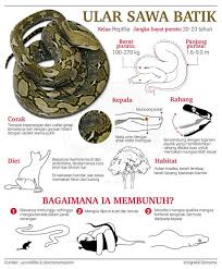 Found 1 sentences matching phrase ular sawah.found in 0 ms. Sinaronline On Twitter Infografik Ular Sawa Batik Orang Ramai Dinasihatkan Tidak Mendekati Atau Menangkap Sebarang Jenis Ular Jika Tidak Mempunyai Pengetahuan Tentang Cara Mengendalikan Reptilia Merbahaya Itu Dapatkan Berita Menarik Di Https T