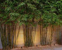 Unique bamboo garden ideas theradmommy com source theradmommy.com. 10 Bamboo Landscaping Suggestions Courtyard Gardens Design Small Courtyard Gardens Bamboo Landscape