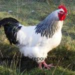 Maybe you would like to learn more about one of these? Light Sussex Chickens Large Fowl Chickens For Sale