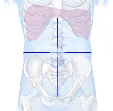If you aspire to be a healthcare professional in the future, this is a topic you must learn. Topographic Anatomy