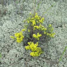 Image result for Fadogia tomentosa