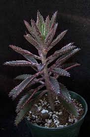 Succulent Plant Kalanchoe Quot Pink Butterfly Quot Succulent Hybrid In 4 Quot Pot Mother Of Thousands Planting Succulents Succulents Plants