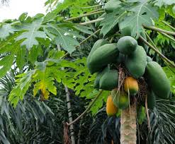 If papaya fruit is falling off when it is small, about the size of golf balls, the fruit drop is probably natural. Papaya Tree Images Search Images On Everypixel