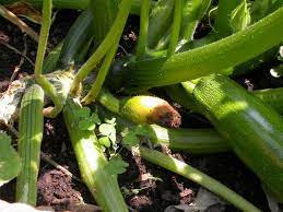 Maybe you would like to learn more about one of these? Blossom End Rot Of Cucurbits