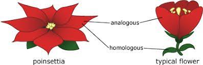 what makes a petal a petal poinsettia flowers petal