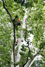 International Society Of Arboriculture Midwest Chapter Tree Climbing Championship Tree Arborist Tree Surgeons Arborist