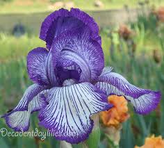 Though all the plant needs are fertile soil and moisture in the soil to grow and flower. Tall Bearded Iris Information How To Grow Care Bearded Iris Plant