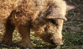 Maybe you would like to learn more about one of these? Mangalita Rasa De Suine Pe Care A Mizat Un Crescator Din Rasnov Preparatele Din Carne Le Vinde In Propria Ferma Agroturistica Stiriagricole Ro