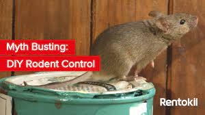 Ppe is not a new abbreviation for us in the pest control industry, we are fully. Myth Busting Diy Rodent Control